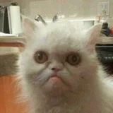 Аватар канала Broken Cats
