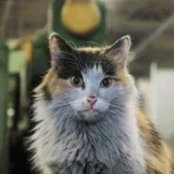 Аватар канала коты ишачат на заводе