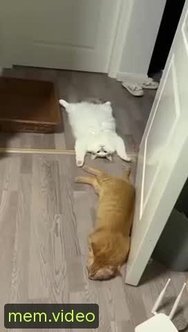 Кадр на 0:00