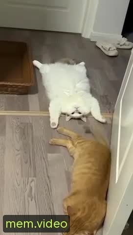 Кадр на 0:00