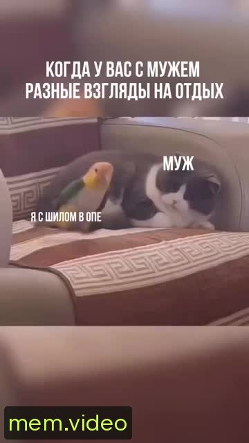 Кадр на 0:00