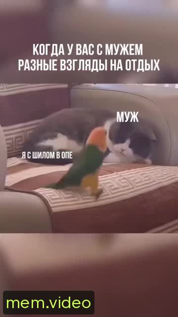 Кадр на 0:00