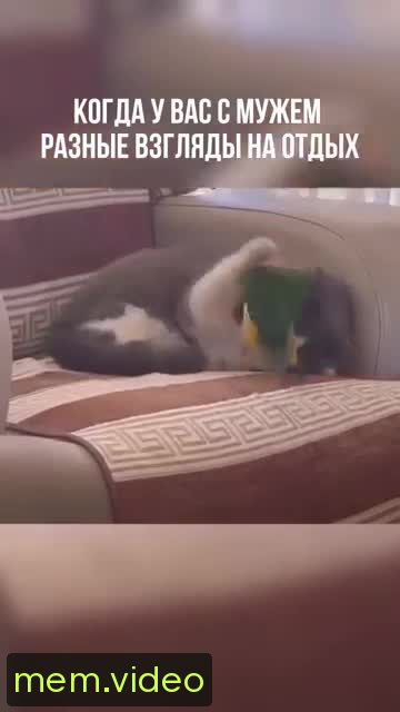 Кадр на 0:05