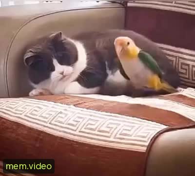 Кадр на 0:00