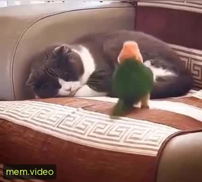 Кадр на 0:02