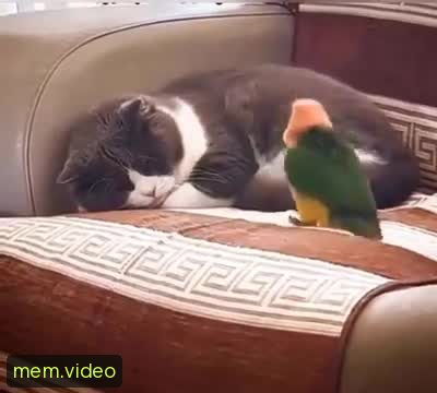 Кадр на 0:03
