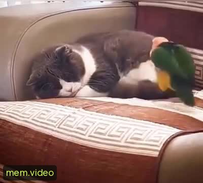 Кадр на 0:04
