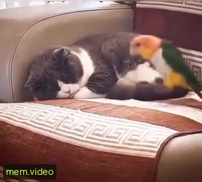 Кадр на 0:05