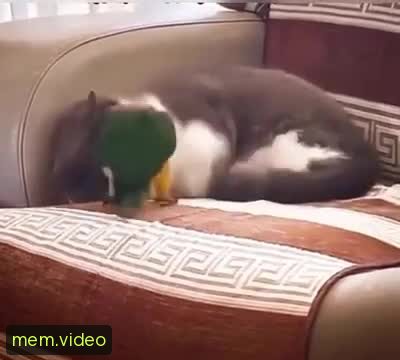Кадр на 0:06
