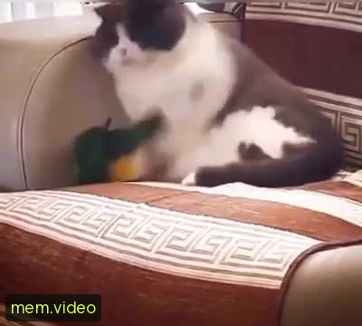 Кадр на 0:08