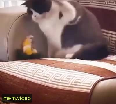 Кадр на 0:09