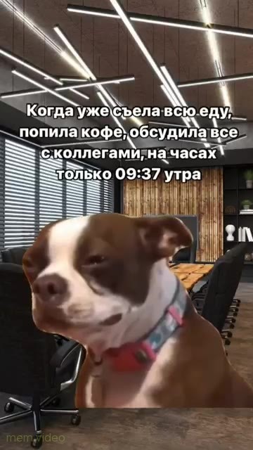 Кадр: Грустная собака в офисном кресле