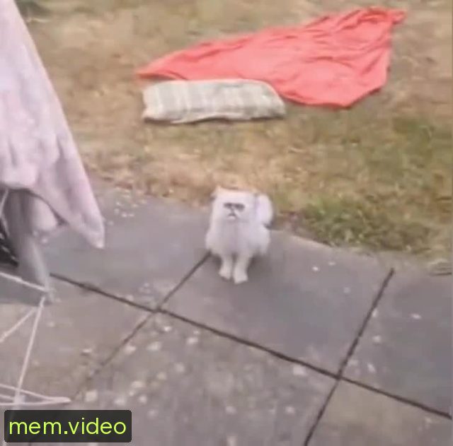 Кадр на 0:00