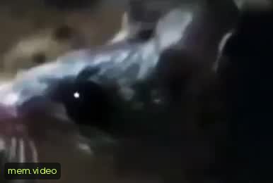 Кадр на 0:05