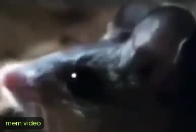 Кадр на 0:06