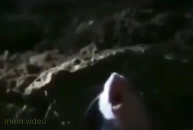 Кадр: Кричащая мышь