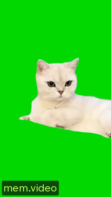 Кадр на 0:00