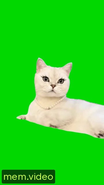 Кадр на 0:00