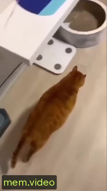 Кадр на 0:00