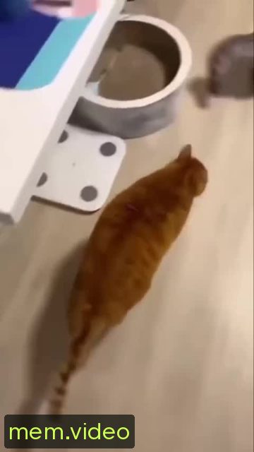 Кадр на 0:00