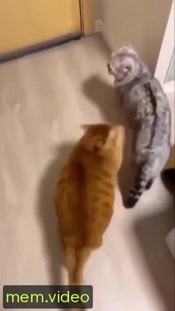 Кадр на 0:03