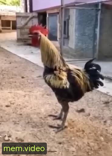 Кадр на 0:03