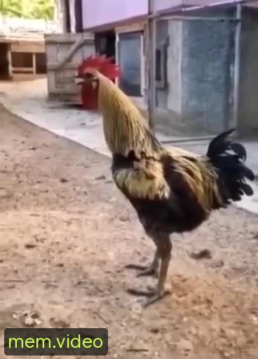 Кадр на 0:05