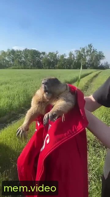 Кадр на 0:06