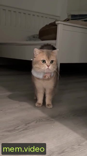 Кадр на 0:06