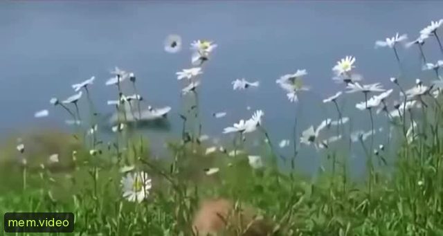 Кадр на 0:01