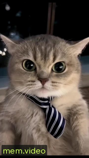 Кадр на 0:00