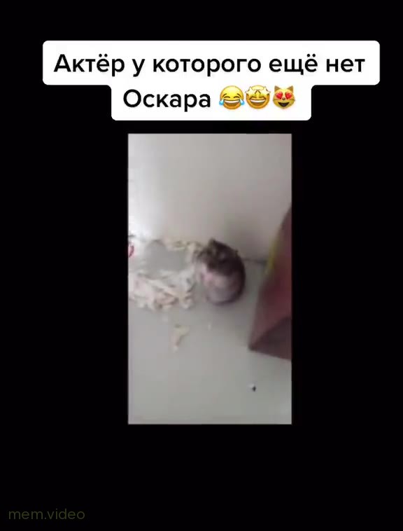 Кадр: Хомяк падает от выстрела пальцем у стены