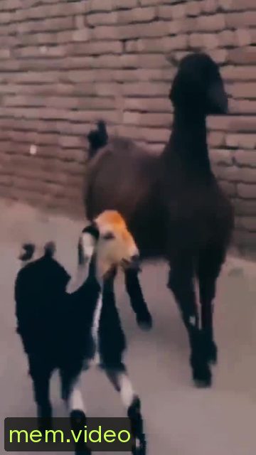 Кадр на 0:05