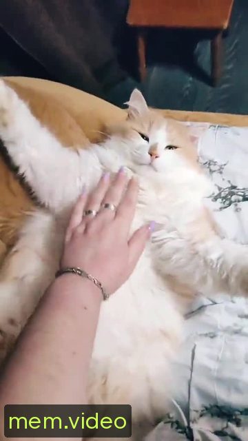 Кадр на 0:25