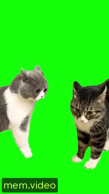 Кадр на 0:00
