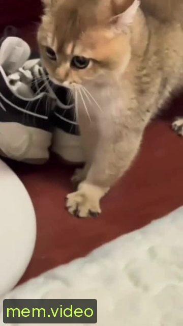 Кадр на 0:00