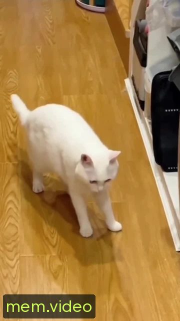 Кадр на 0:06