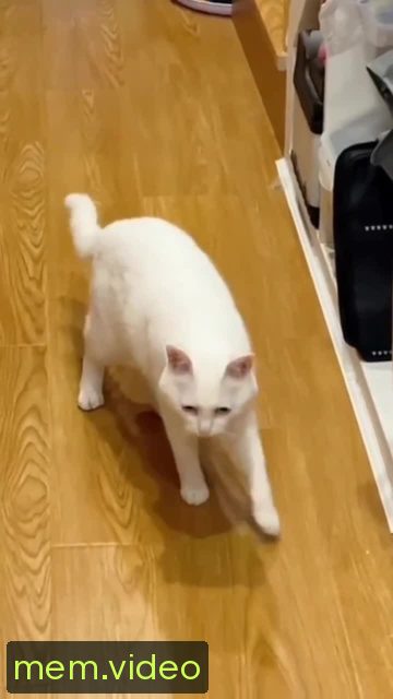 Кадр на 0:07