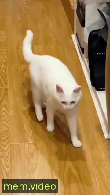 Кадр на 0:08