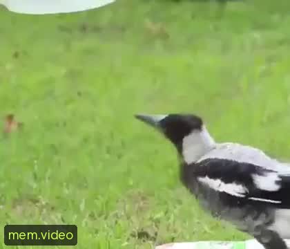 Кадр на 0:00