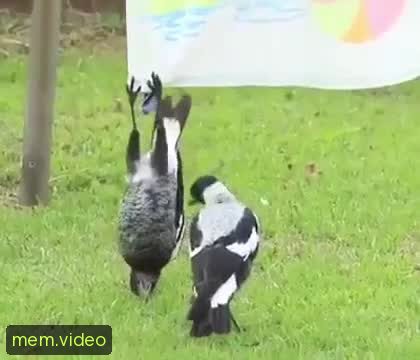 Кадр на 0:19