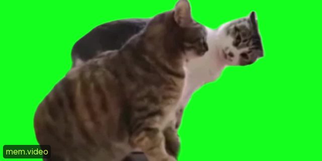 Кадр на 0:00