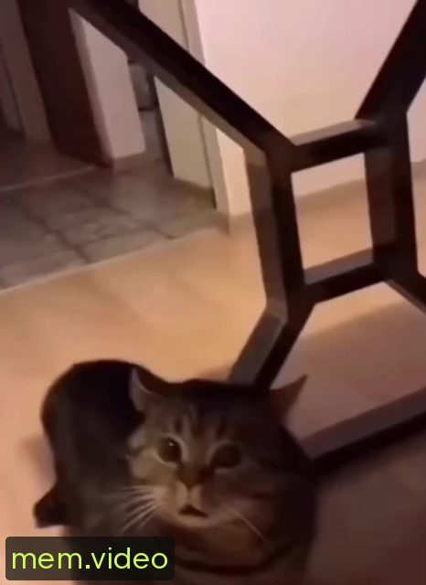 Кадр на 0:00