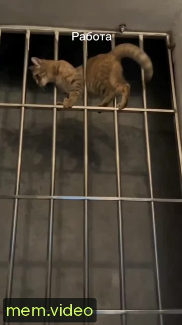 Кадр на 0:00