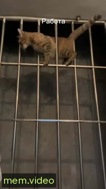 Кадр на 0:00
