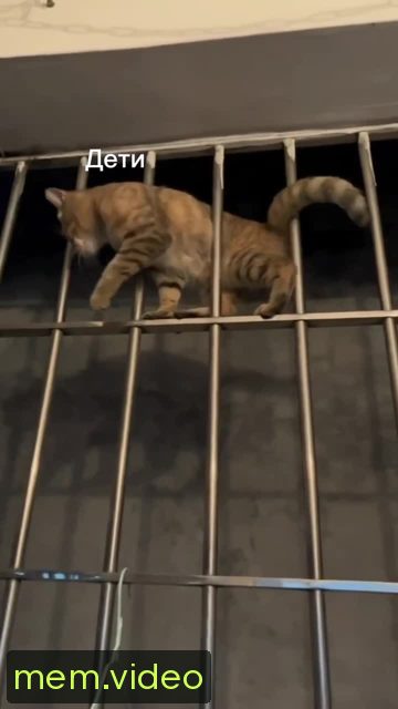 Кадр на 0:03