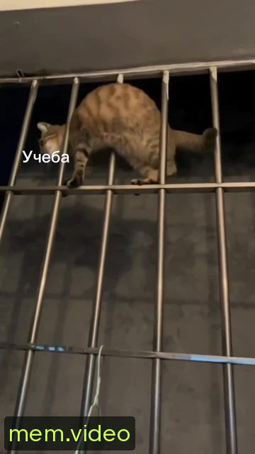 Кадр на 0:04