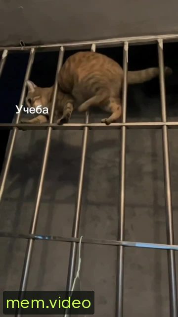 Кадр на 0:04