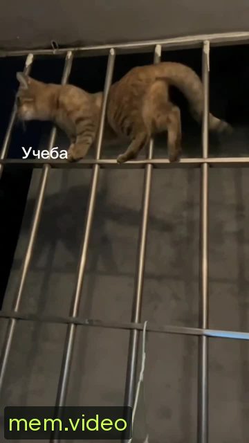 Кадр на 0:05