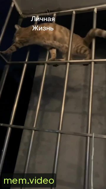 Кадр на 0:06